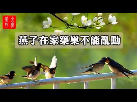 有鳥來家裡築巢|【家有鳥巢】家有鳥巢，居家風水亨通！揭開野鳥築巢。